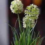 Merulana Star בית הארחה