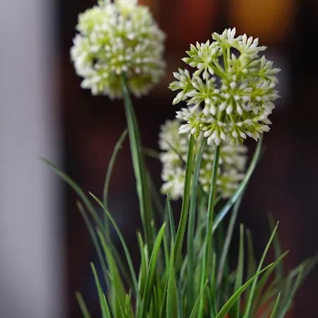 Merulana Star Gasthuis
